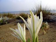 Foto van Chiclana de la Frontera